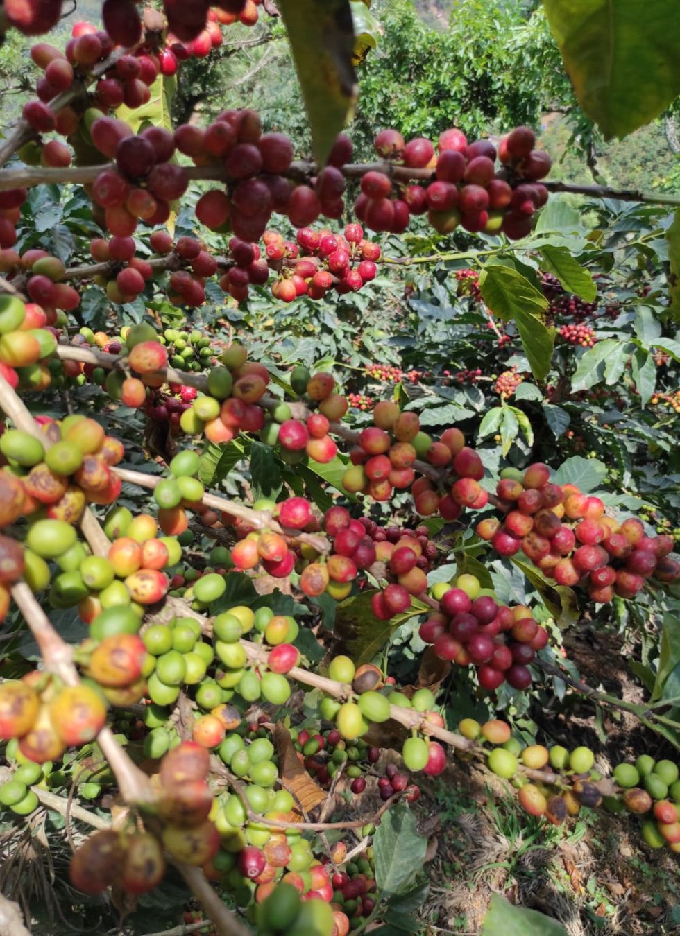 Deuza origine Brésil, Mexique, Ethiopie, Inde, Colombie, Guatemala